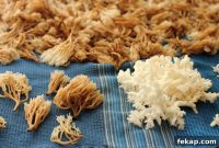 How to Identify and Cook Coral Mushrooms