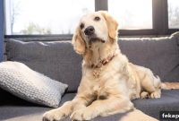 15 Common Foods That Are Toxic to Dogs