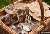 How to Identify and Harvest Oyster Mushrooms