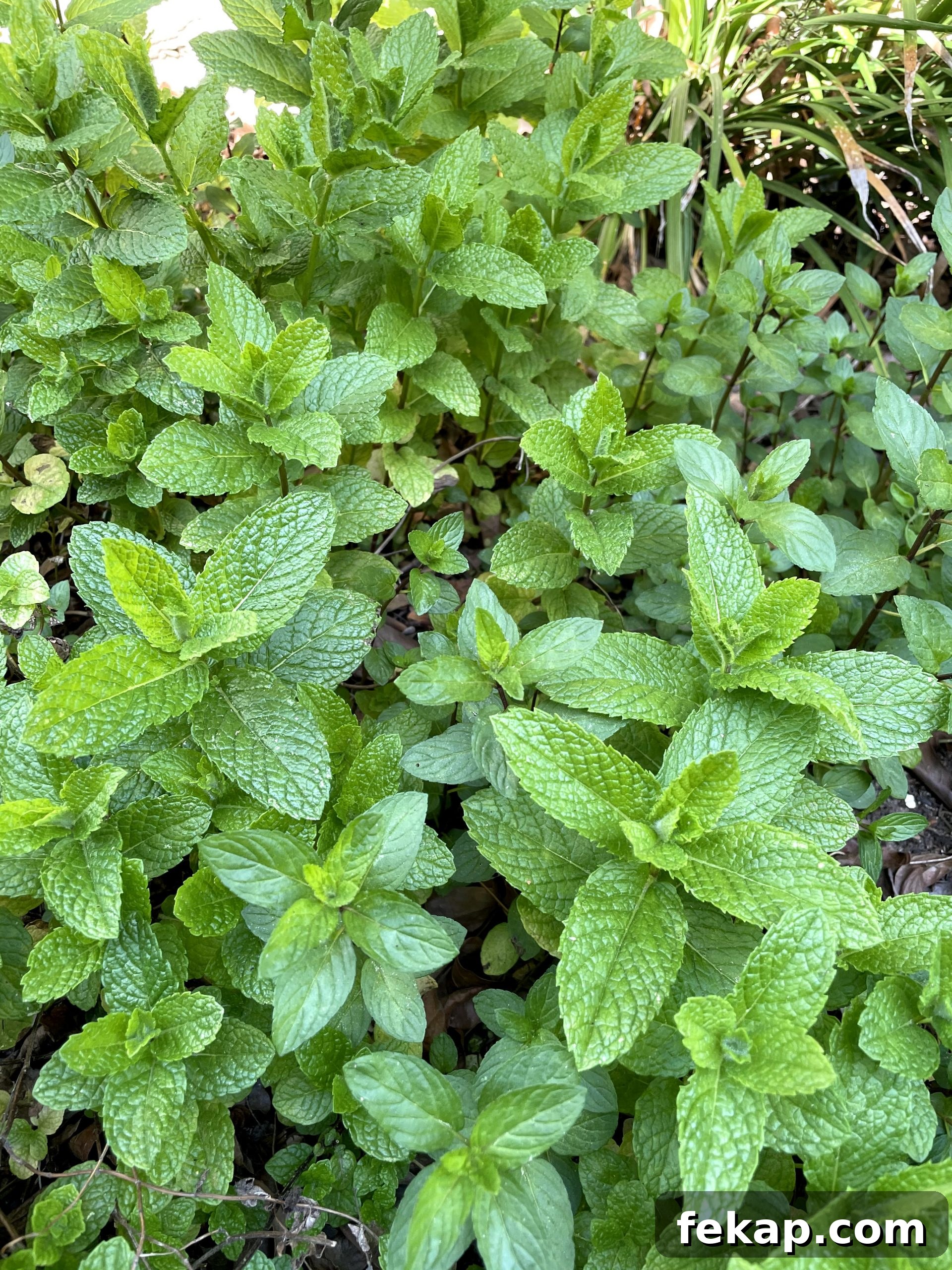 Mint and peppermint plants Mint and peppermint plants