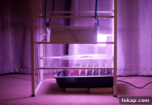 CFL Grow Light