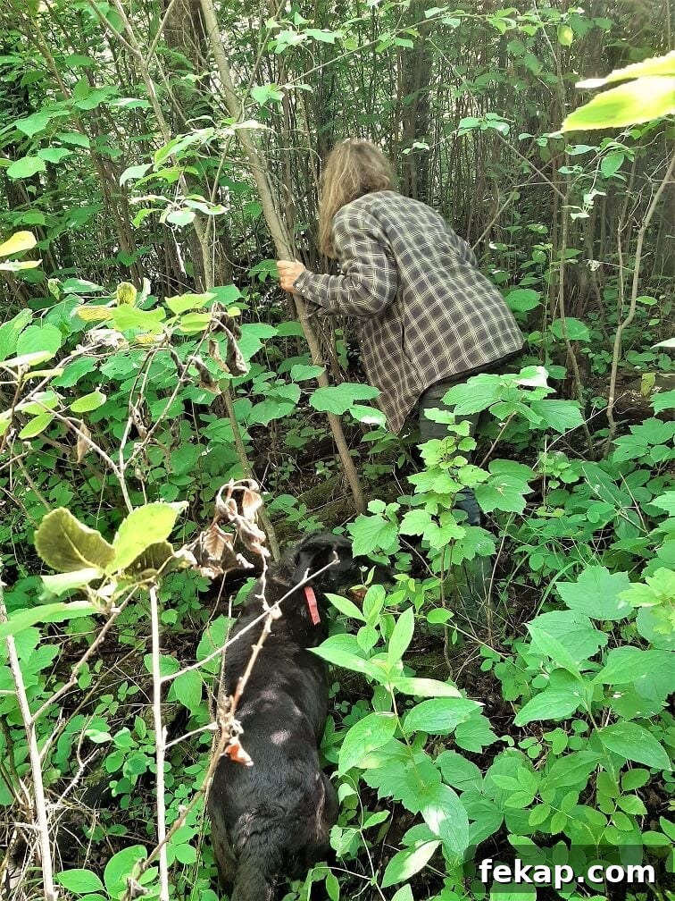 How to Identify and Cook Coral Mushrooms 5 heading deeper into the bush, chasing after mushrooms