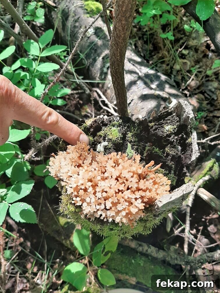 How to Identify and Cook Coral Mushrooms 6 pointing to a clump of coral mushrooms