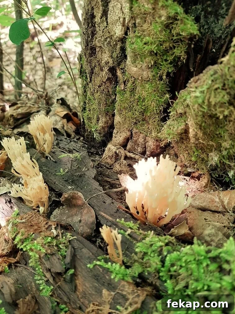 How to Identify and Cook Coral Mushrooms 7 more clumps of crown coral mushrooms