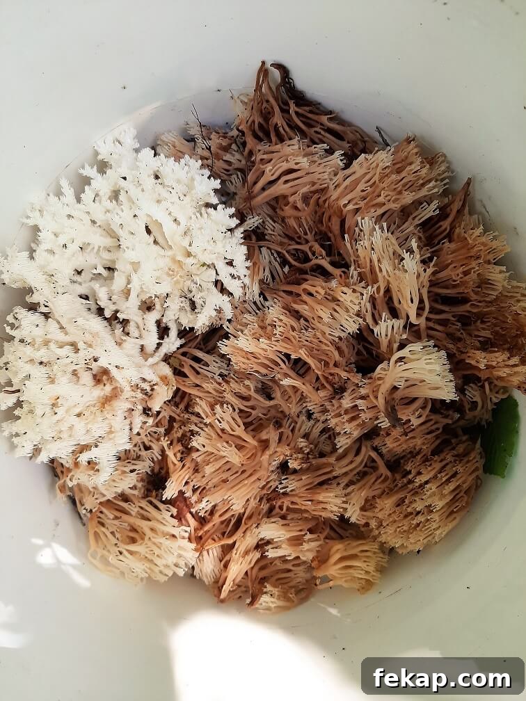 How to Identify and Cook Coral Mushrooms 8 our haul in a bucket - lots of regular coral mushrooms and two nice hericium coral mushrooms