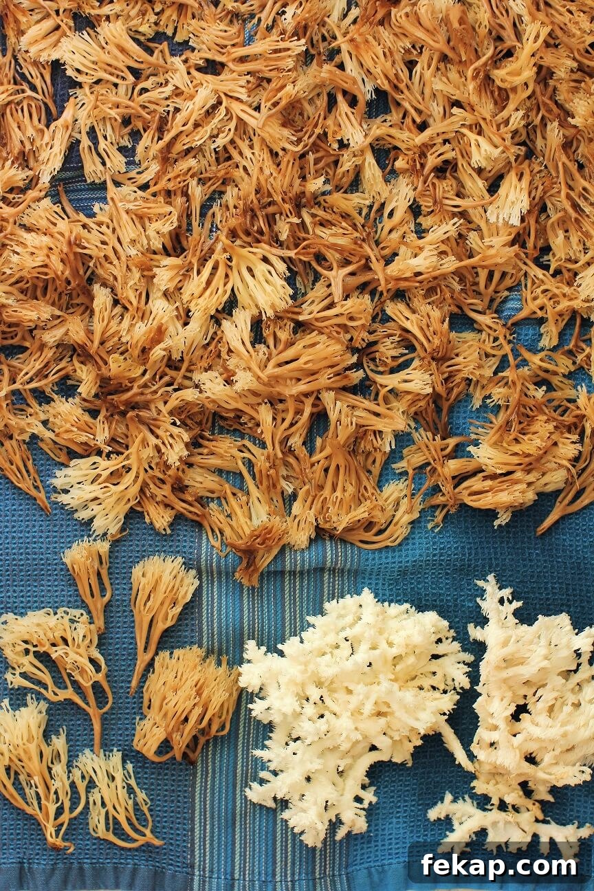 How to Identify and Cook Coral Mushrooms 9 coral mushrooms laid on blue tea towel to dry
