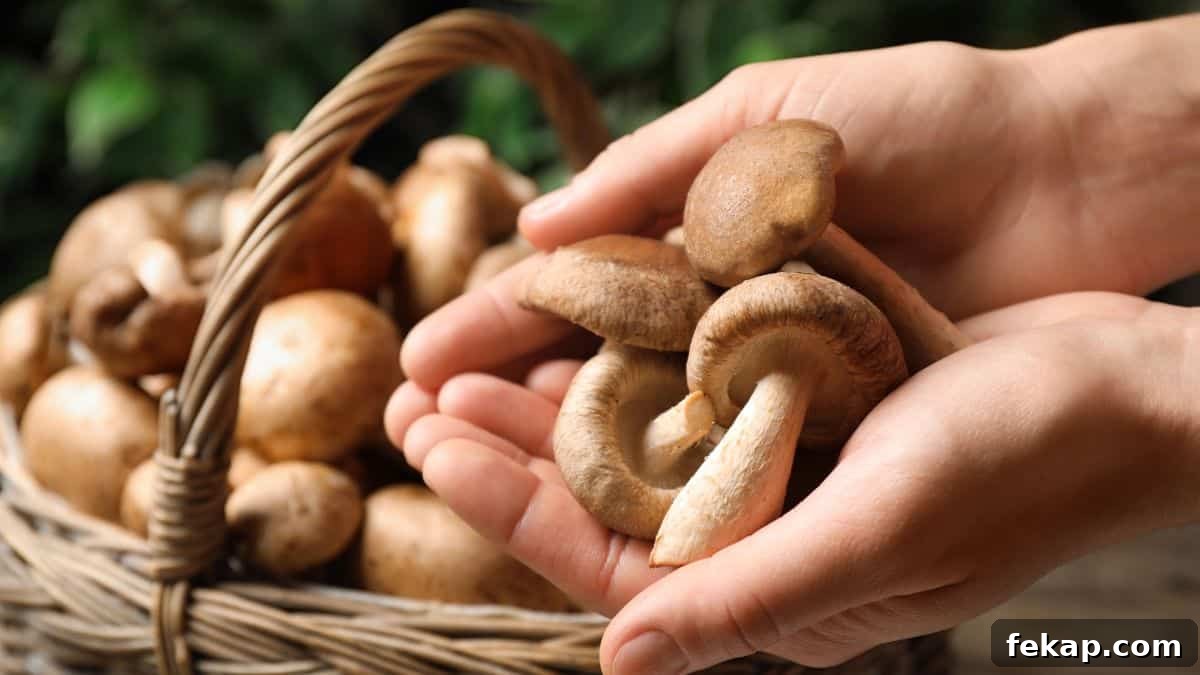 15 Common Foods That Are Toxic to Dogs 16 hands with mushrooms