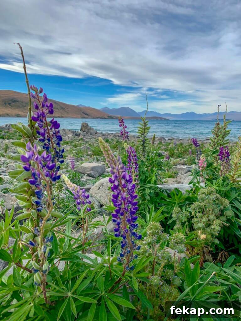 How to Save Money on a New Zealand Trip 8 Free Hike Lake Tekapo
