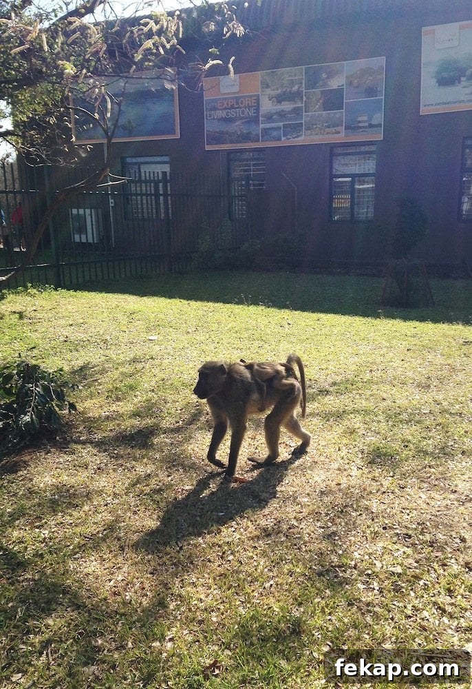 Leaving South Africa: Why I Said Goodbye 2 Baboons in Zambia