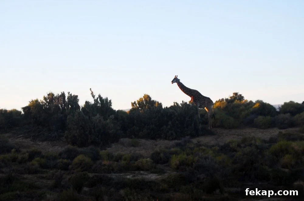 Leaving South Africa: Why I Said Goodbye 16 A giraffe at Inverdoorn