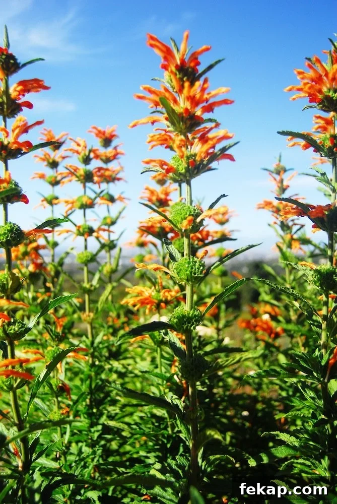 Leaving South Africa: Why I Said Goodbye 23 Flowers at Kirstenbosch