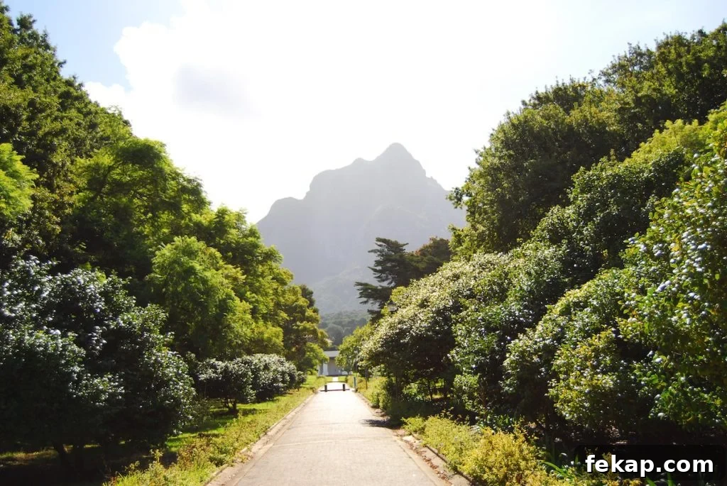 Leaving South Africa: Why I Said Goodbye 24 Our first walk to the University of Cape Town