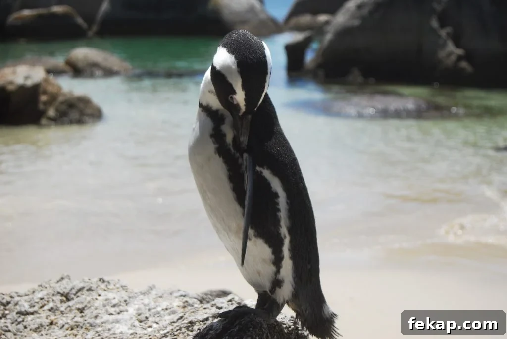 Leaving South Africa: Why I Said Goodbye 25 A penguin at Boulders Beach
