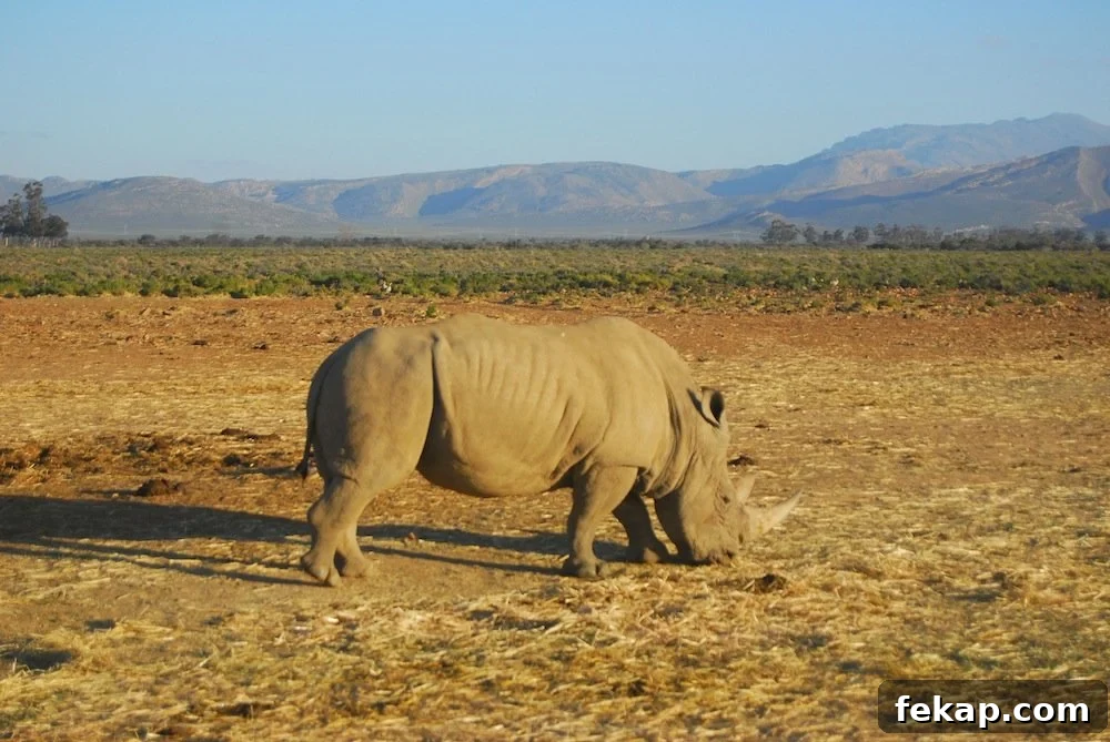 Leaving South Africa: Why I Said Goodbye 27 Rhino at Inverdoorn