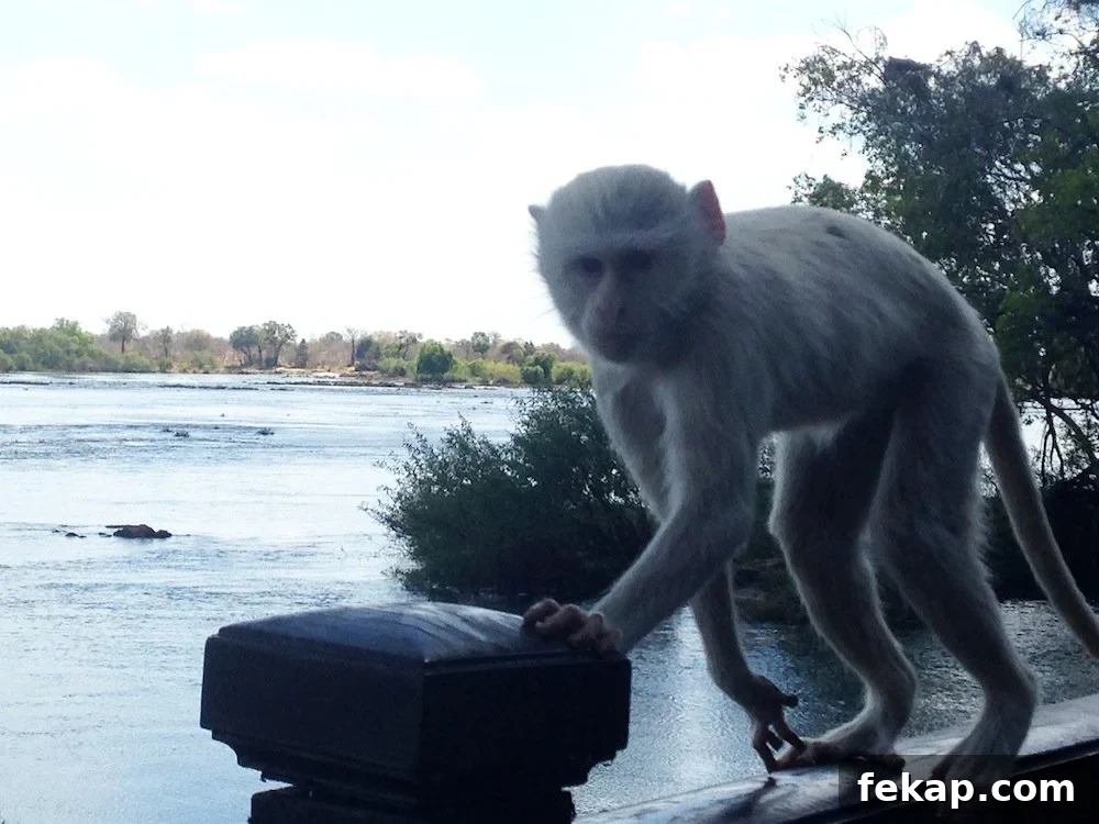 Leaving South Africa: Why I Said Goodbye 28 Monkey trying to get our cocktails at the Royal Livingstone Hotel