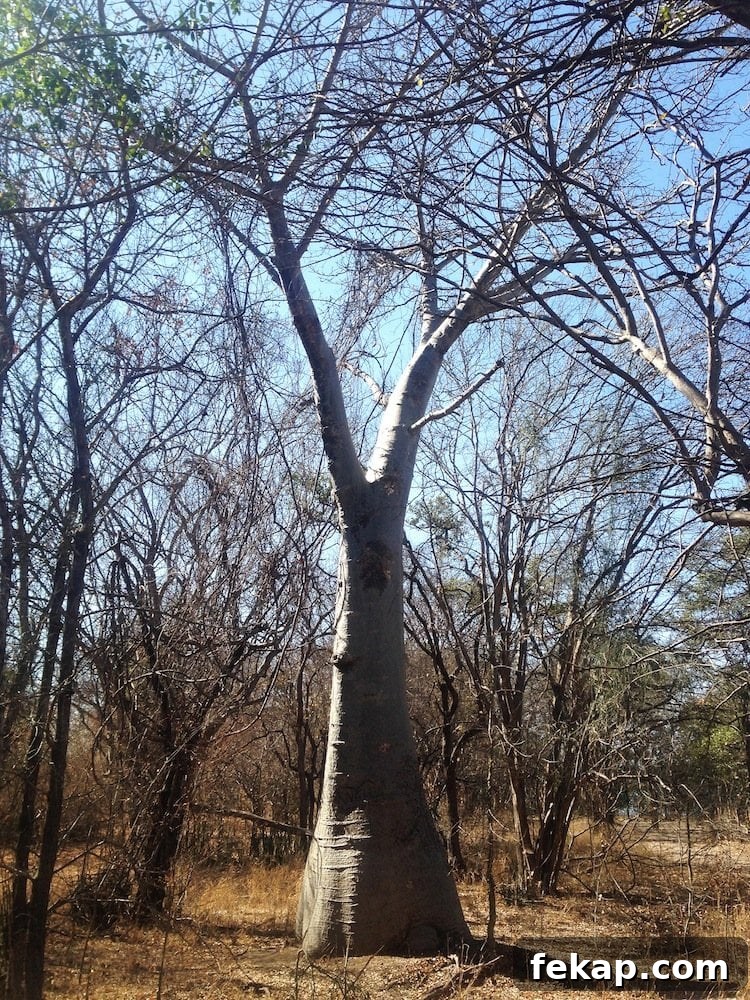Leaving South Africa: Why I Said Goodbye 6 Boab Tree in Zimbabwe