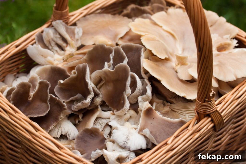 How to Identify and pick Oyster Mushrooms