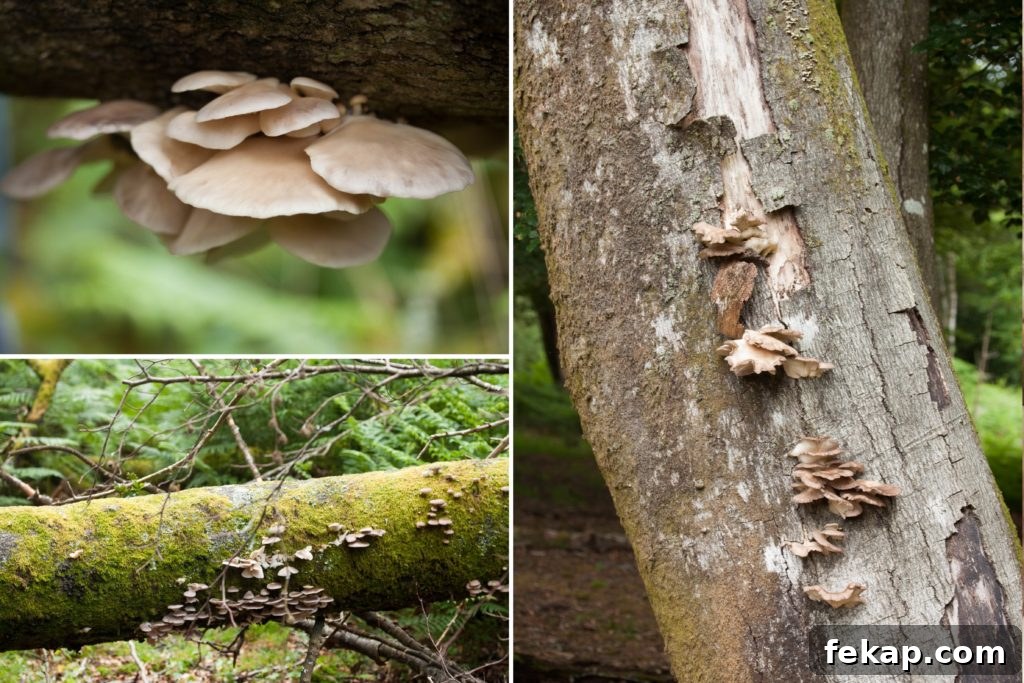 How to Identify and Pick Oyster Mushrooms
