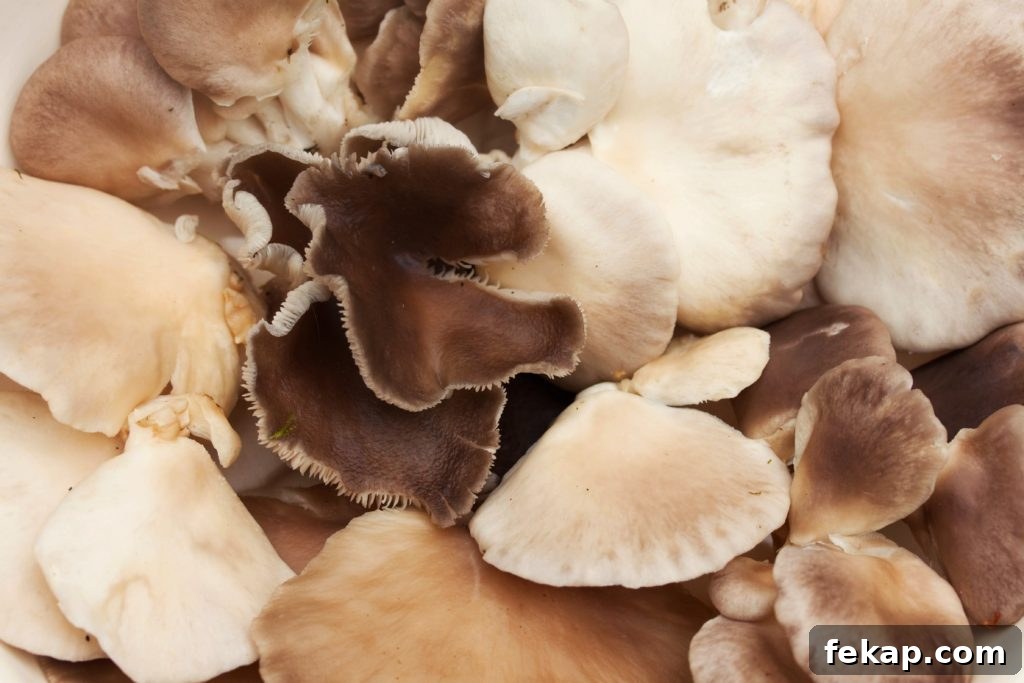 How to Identify and Pick Oyster Mushrooms