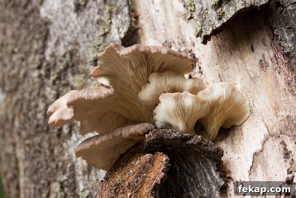 How to Identify and Pick Oyster Mushrooms