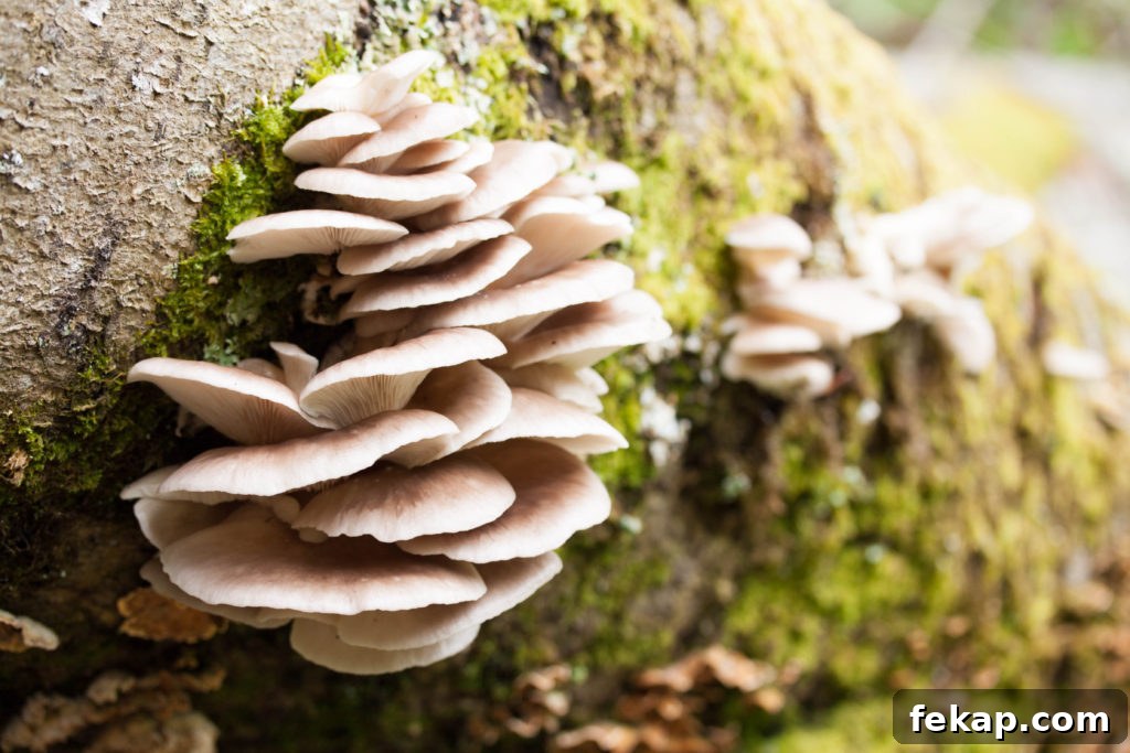 How to Identify and pick Oyster Mushrooms