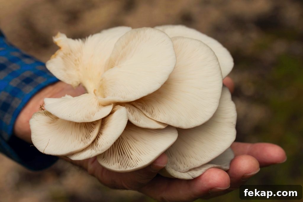 How to Identify and pick Oyster Mushrooms