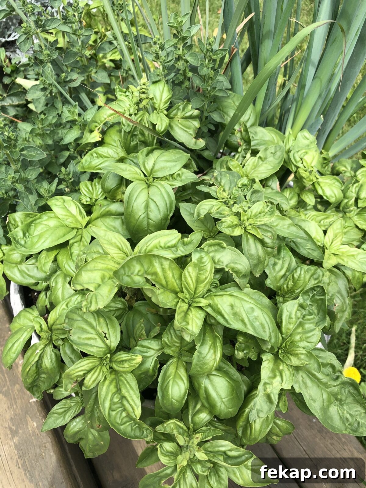 Almond Basil Pesto Recipe 3 fresh basil in a pot with other herbs