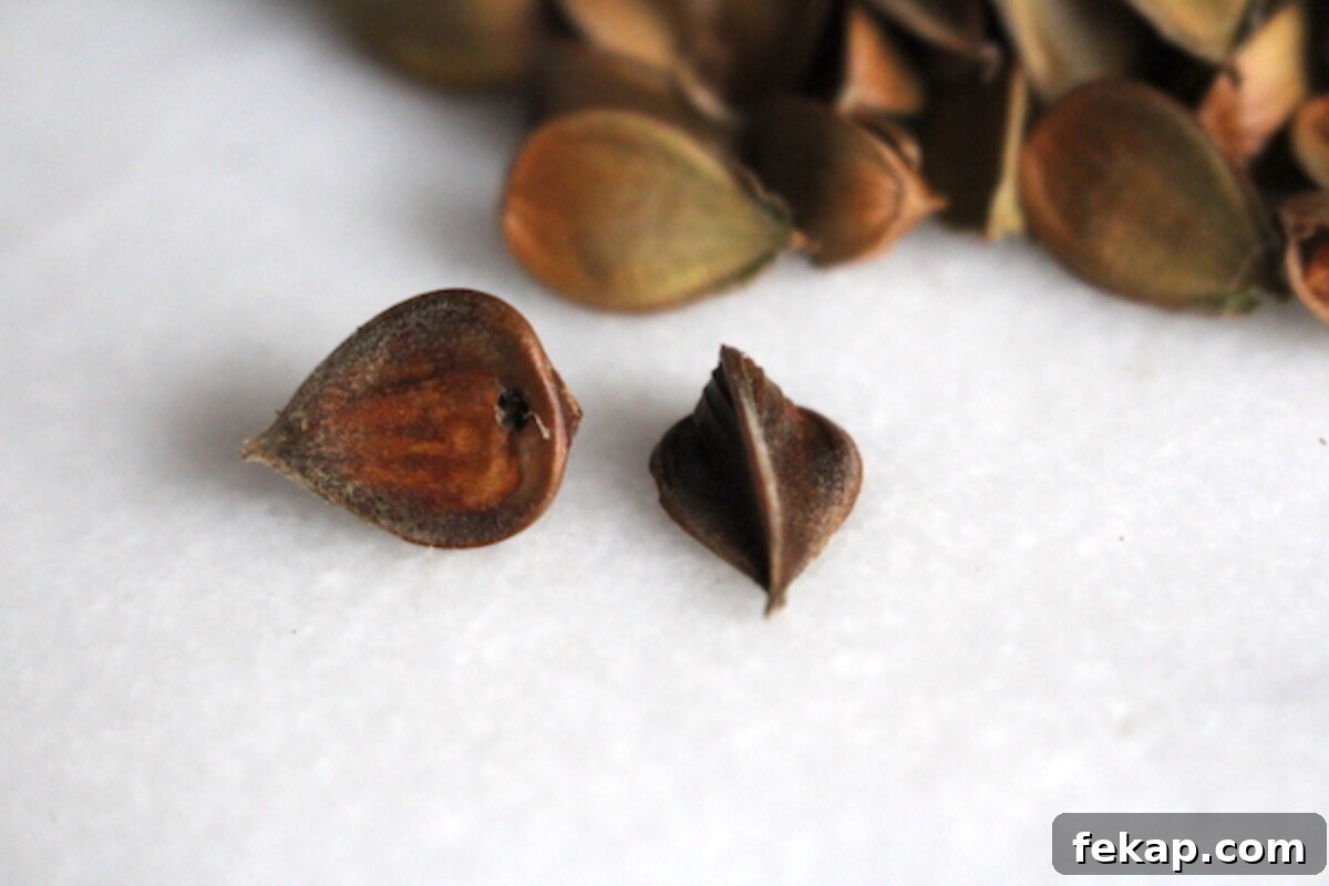 Foraging Beech Nuts How to Identify Harvest and Eat Them 11 Both of the beechnuts in the picture need to be culled from the harvest. The nut on the left has an insect exit hole, and the nut on the right is concave on the sides indicating an empty shell.