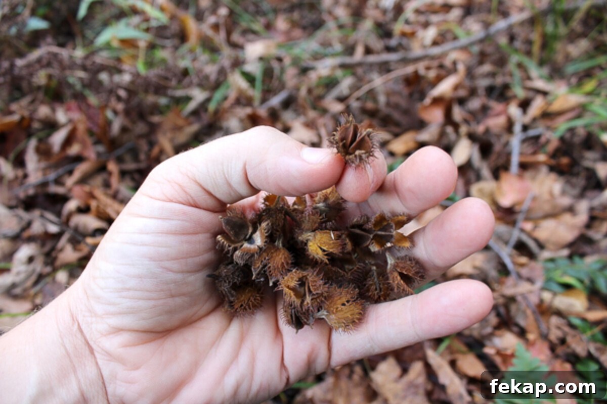 Foraging Beech Nuts How to Identify Harvest and Eat Them 12 Handful of Beech Nuts