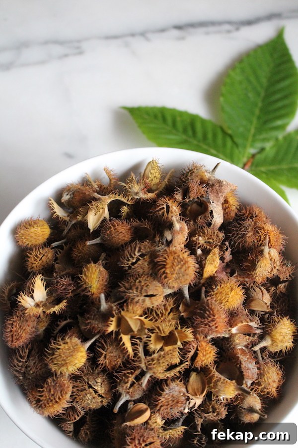 Foraging Beech Nuts How to Identify Harvest and Eat Them 13 Foraging Beechnuts