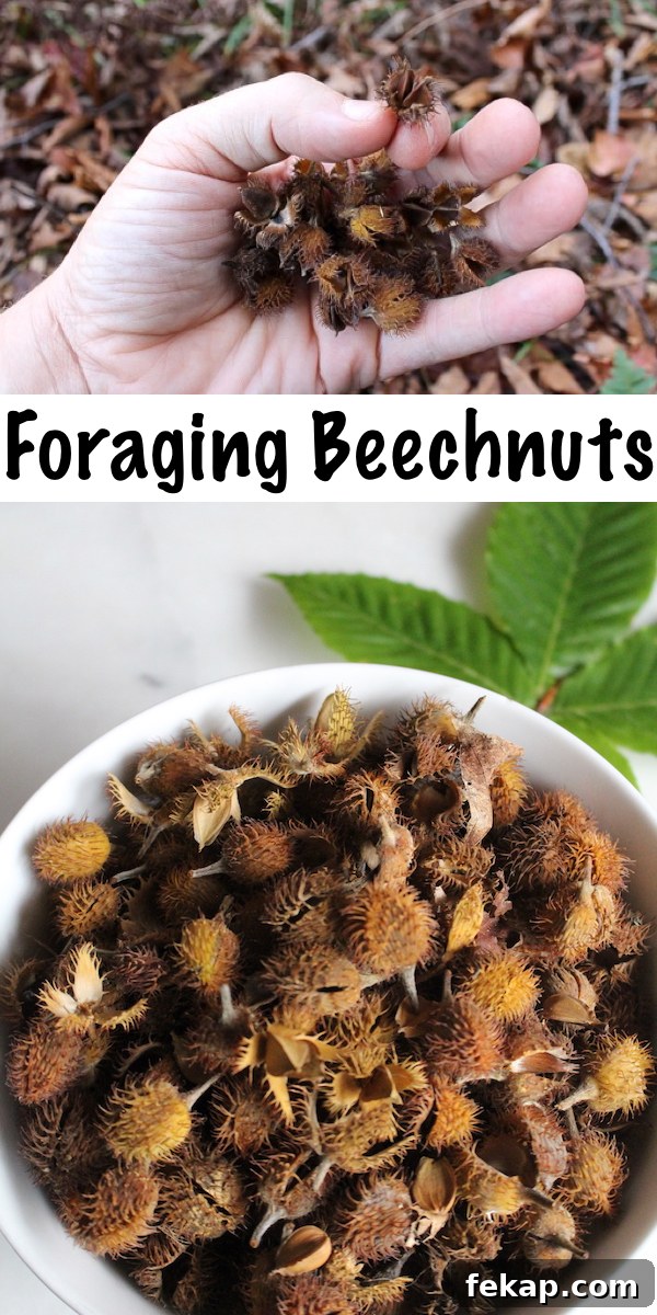 Foraging Beech Nuts How to Identify Harvest and Eat Them 15 Foraging Beechnuts ~ Follow this foragers guide to wild edible beechnuts to find your own delicious, nutrient dense wild nuts. #wildcrafting #foraging #survival #wildfood