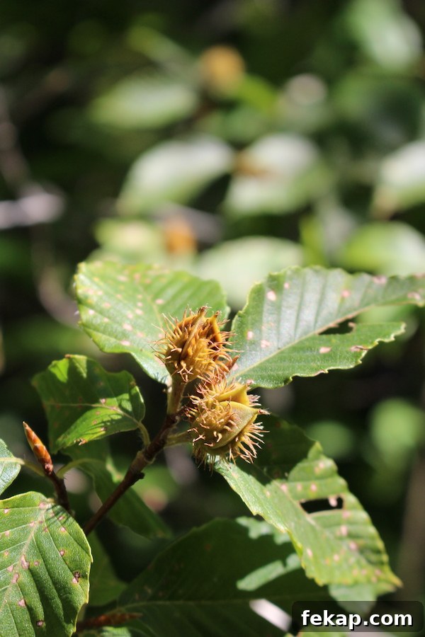 Foraging Beech Nuts How to Identify Harvest and Eat Them 3 Unripe beechnuts on the tree. These are still a few weeks away from ready for harvest.