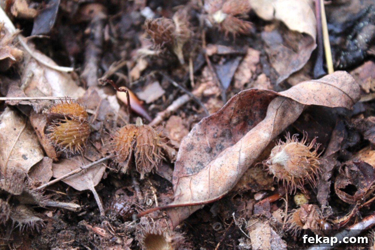 Foraging Beech Nuts How to Identify Harvest and Eat Them 4 Beech Nuts in Leaf Litter