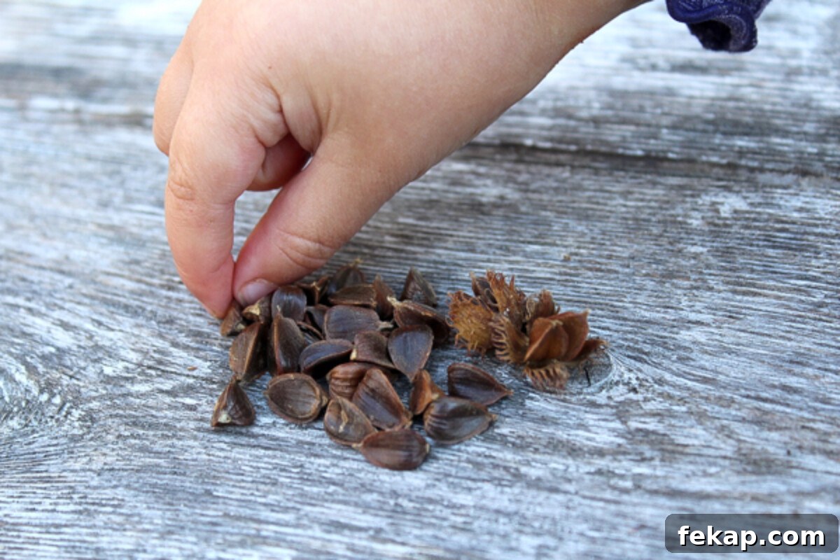 Foraging Beech Nuts How to Identify Harvest and Eat Them 5 Fingers picking up beech nuts