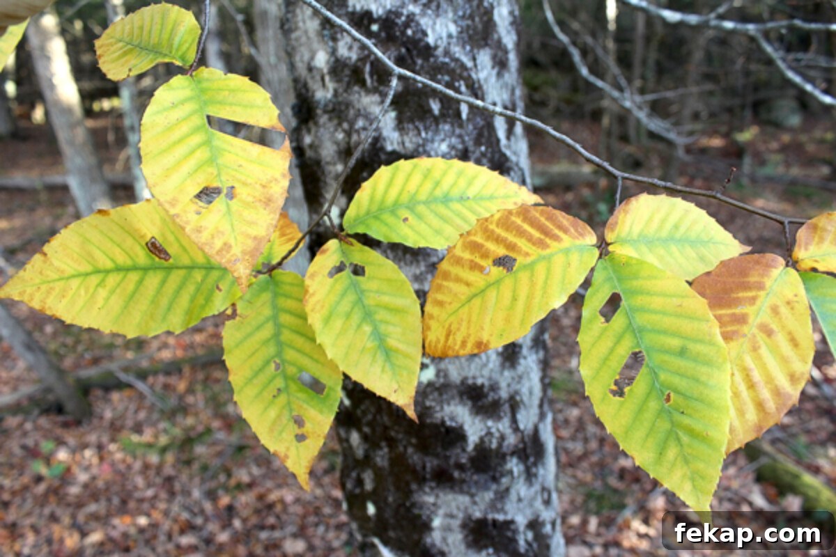 Foraging Beech Nuts How to Identify Harvest and Eat Them 6 Beech leaves just starting to turn in mid-October in Vermont.