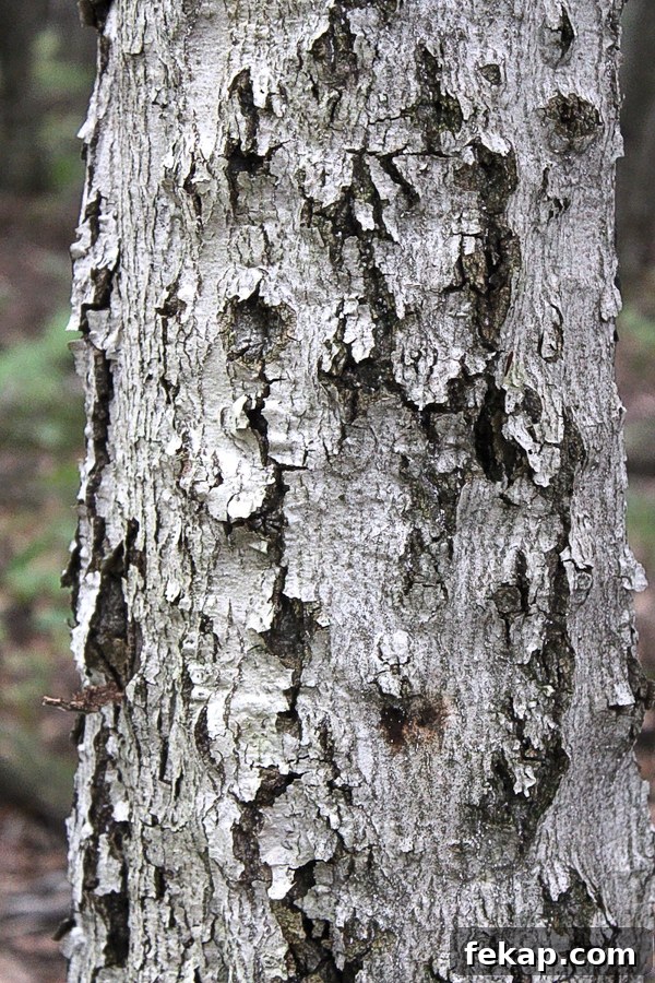 Foraging Beech Nuts How to Identify Harvest and Eat Them 7 Beech Tree with Scale Disease