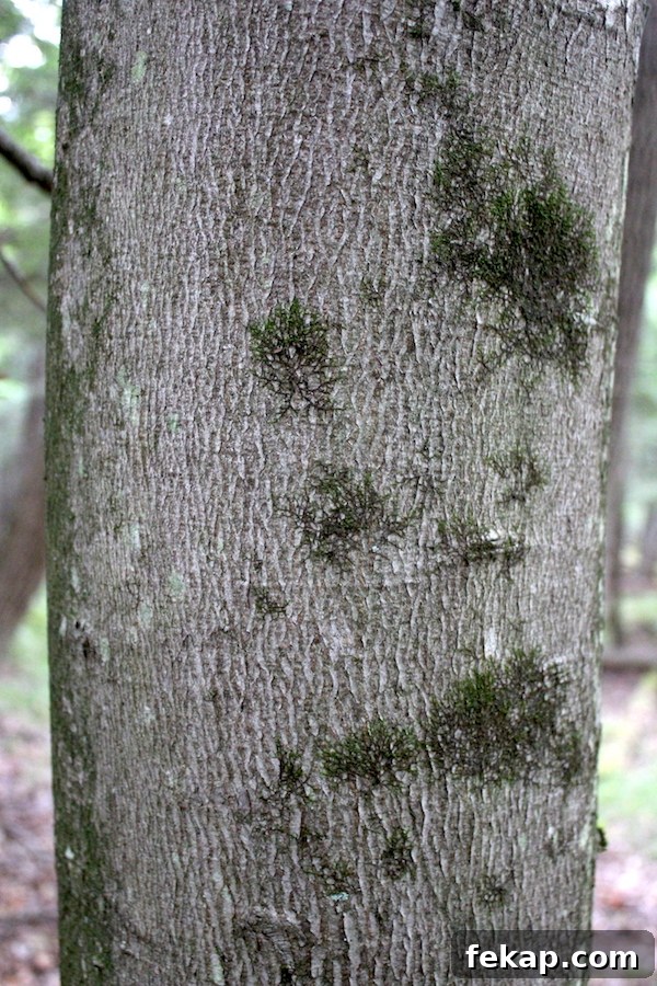 Foraging Beech Nuts How to Identify Harvest and Eat Them 8 Healthy Beech Tree Bark
