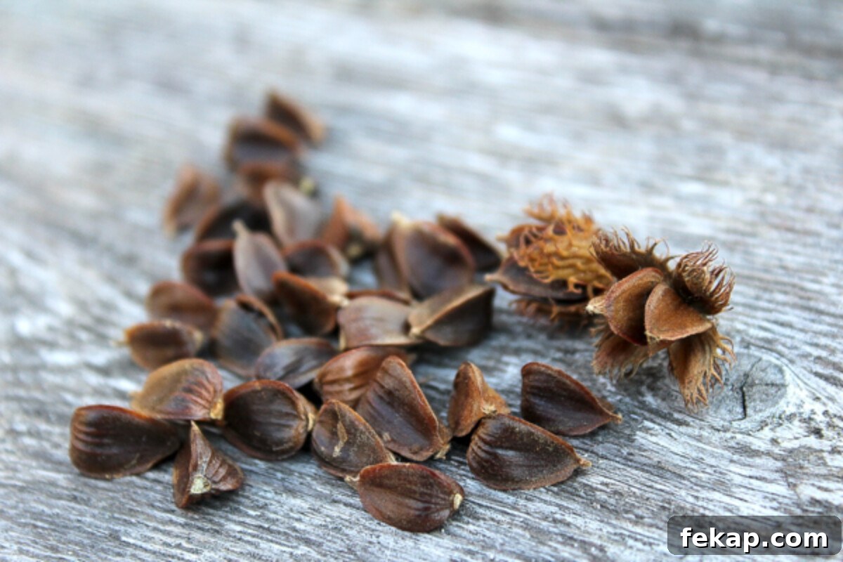 Foraging Beech Nuts How to Identify Harvest and Eat Them 9 Beechnuts harvested in October in Vermont.