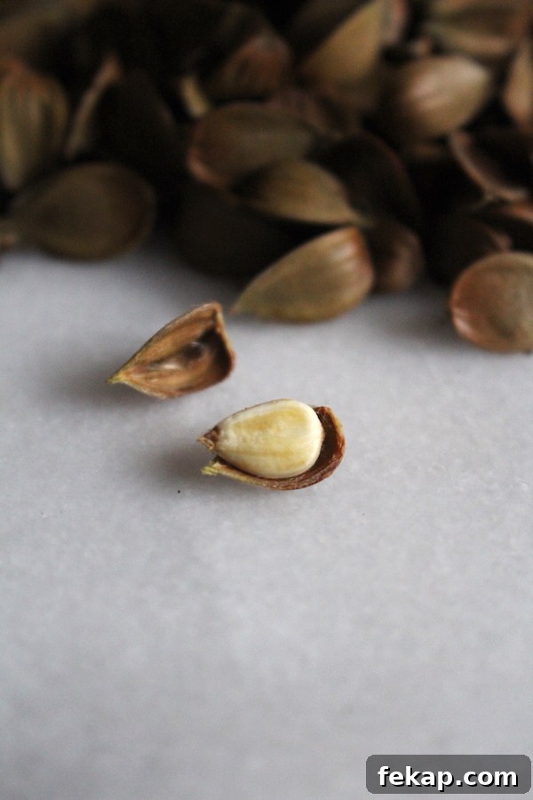 Foraging Beech Nuts How to Identify Harvest and Eat Them 10 A beechnut shelled to expose the nut inside.